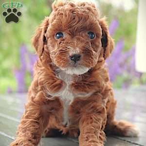 Lilac, Toy Poodle Puppy